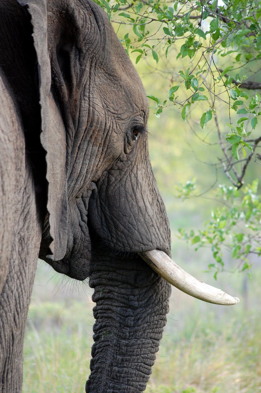 An elephant turns it's heads towards you, tusks glittering in the sun as it asks, "You feeling lucky punk?"