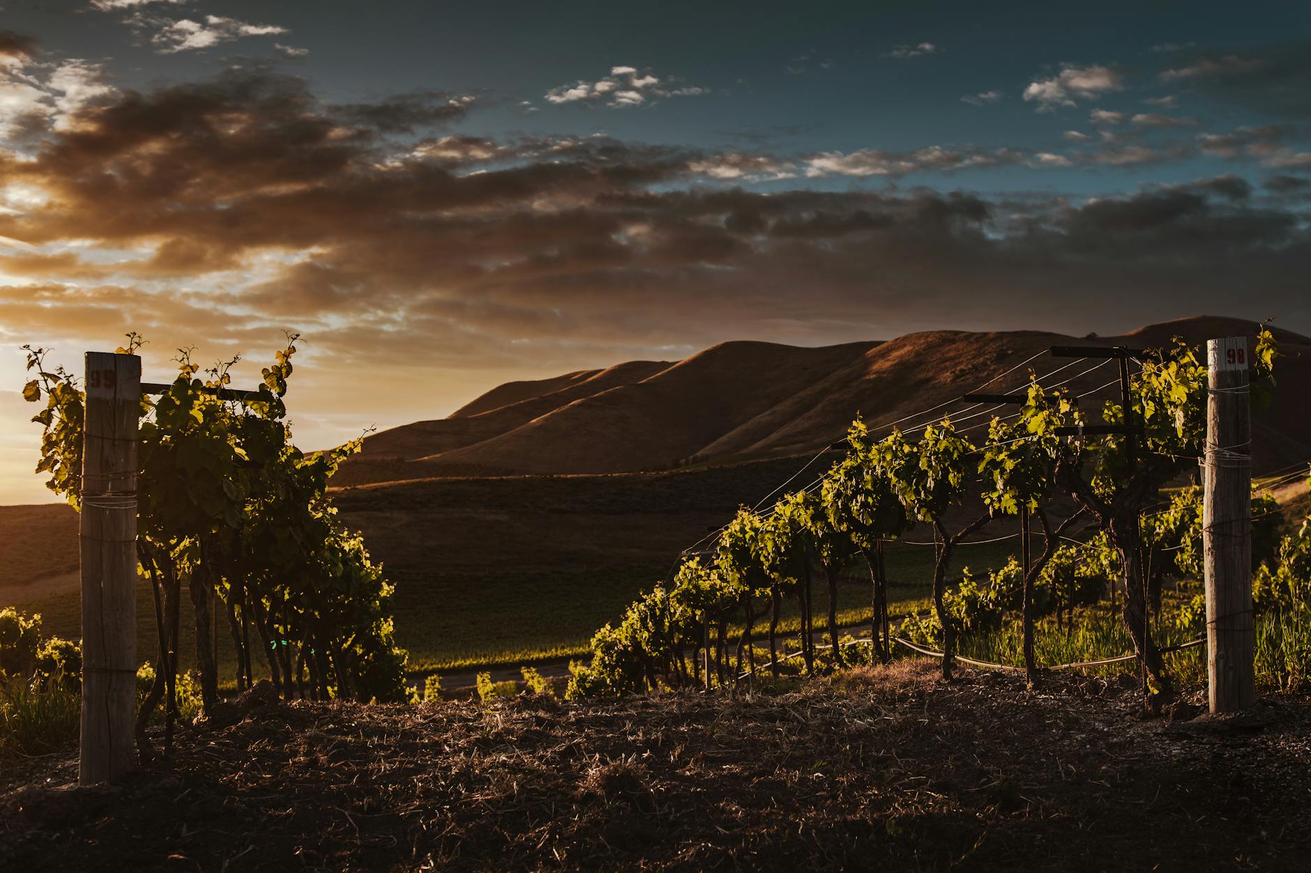 Your Vineyard