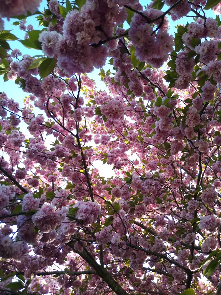 A canopy of a flowering cherry tree, illuminated by an afternoon sun.
