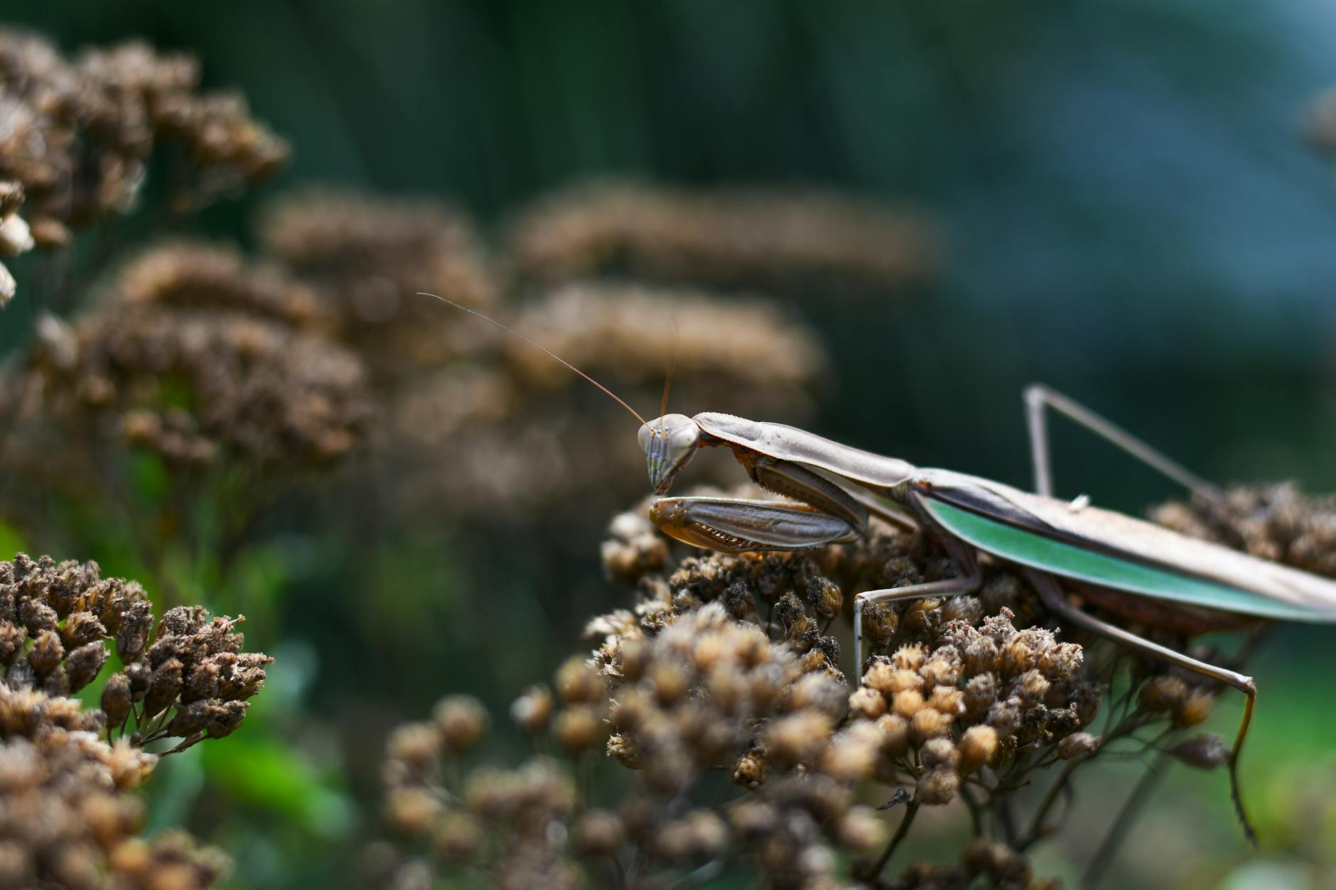 Society in High Summer Pt.3 Insect Edition