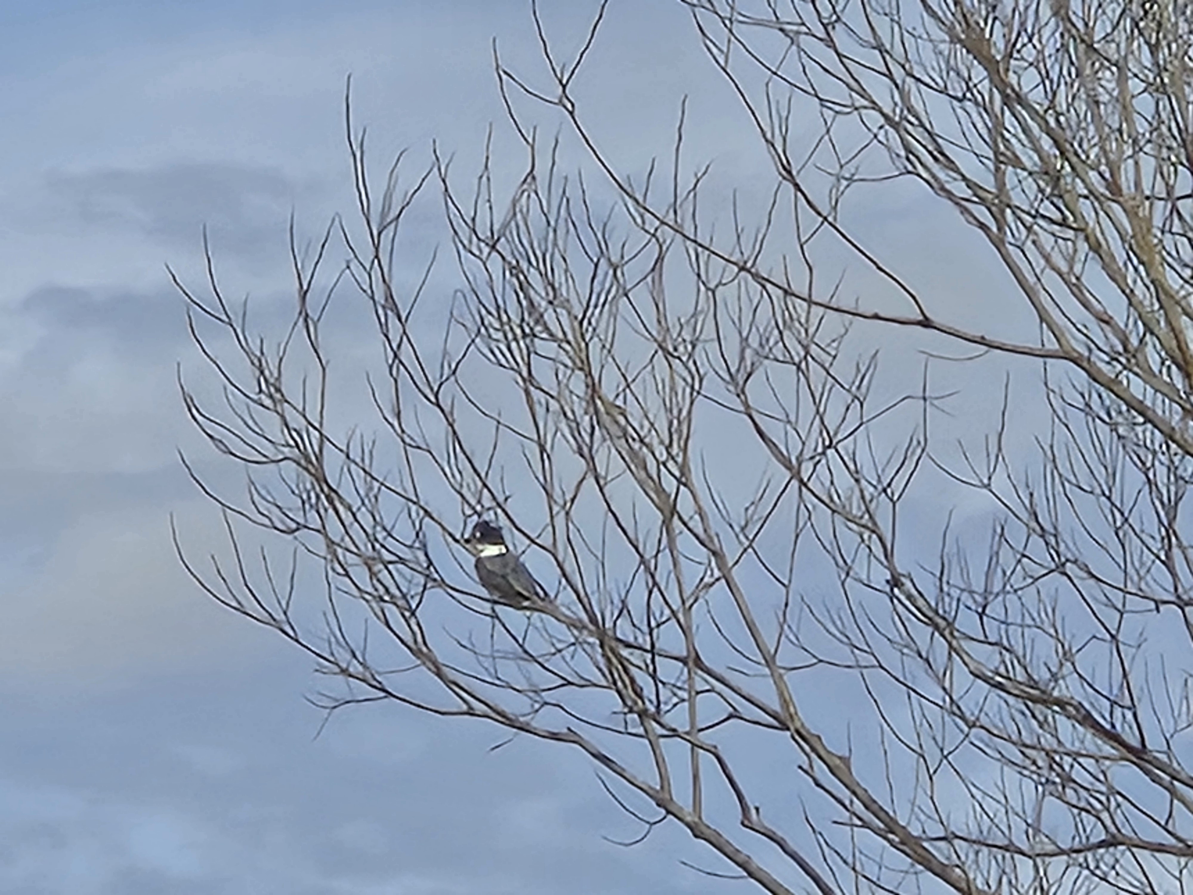 Spring within the Wetland