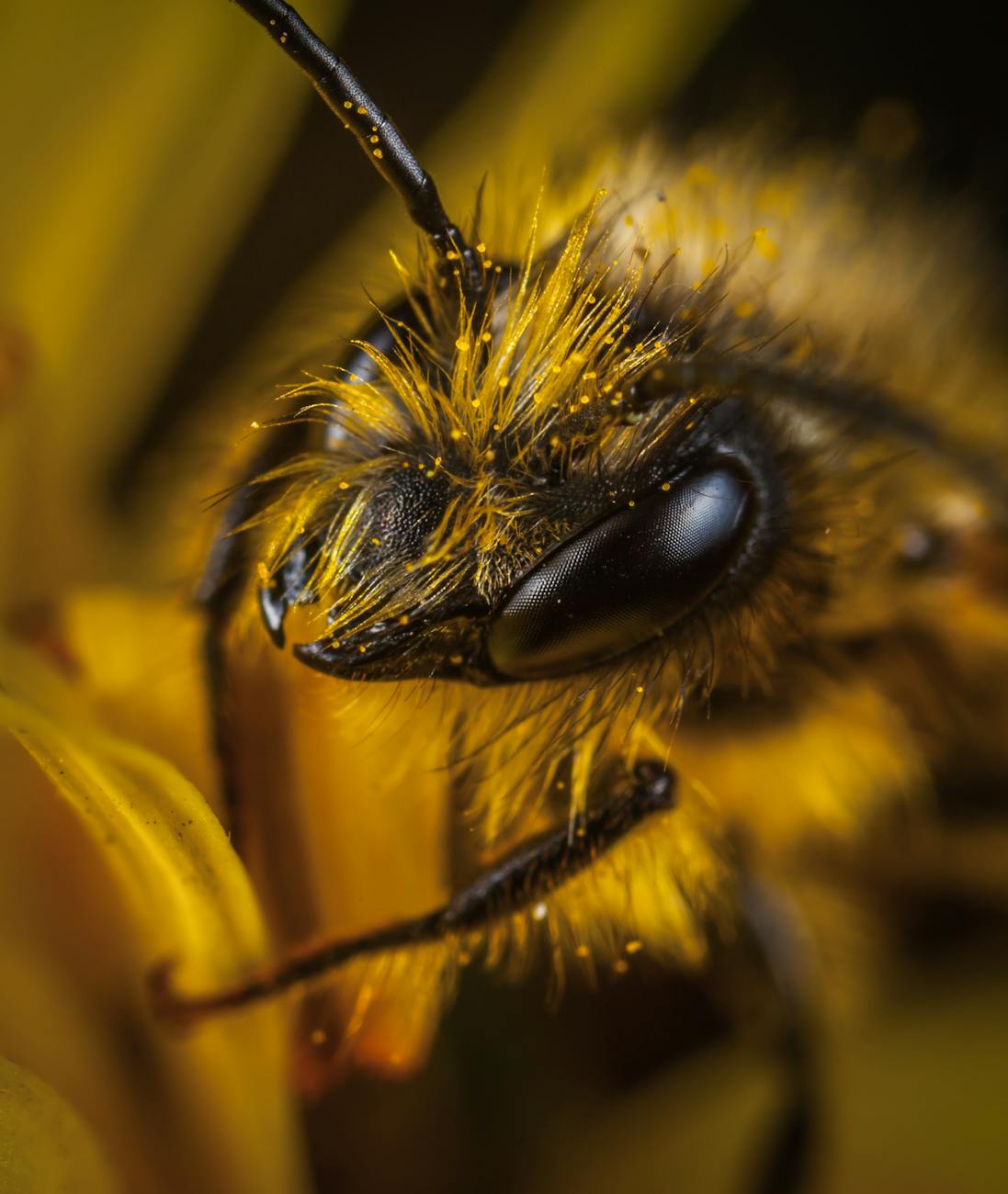 Close up shot of a bee's face.