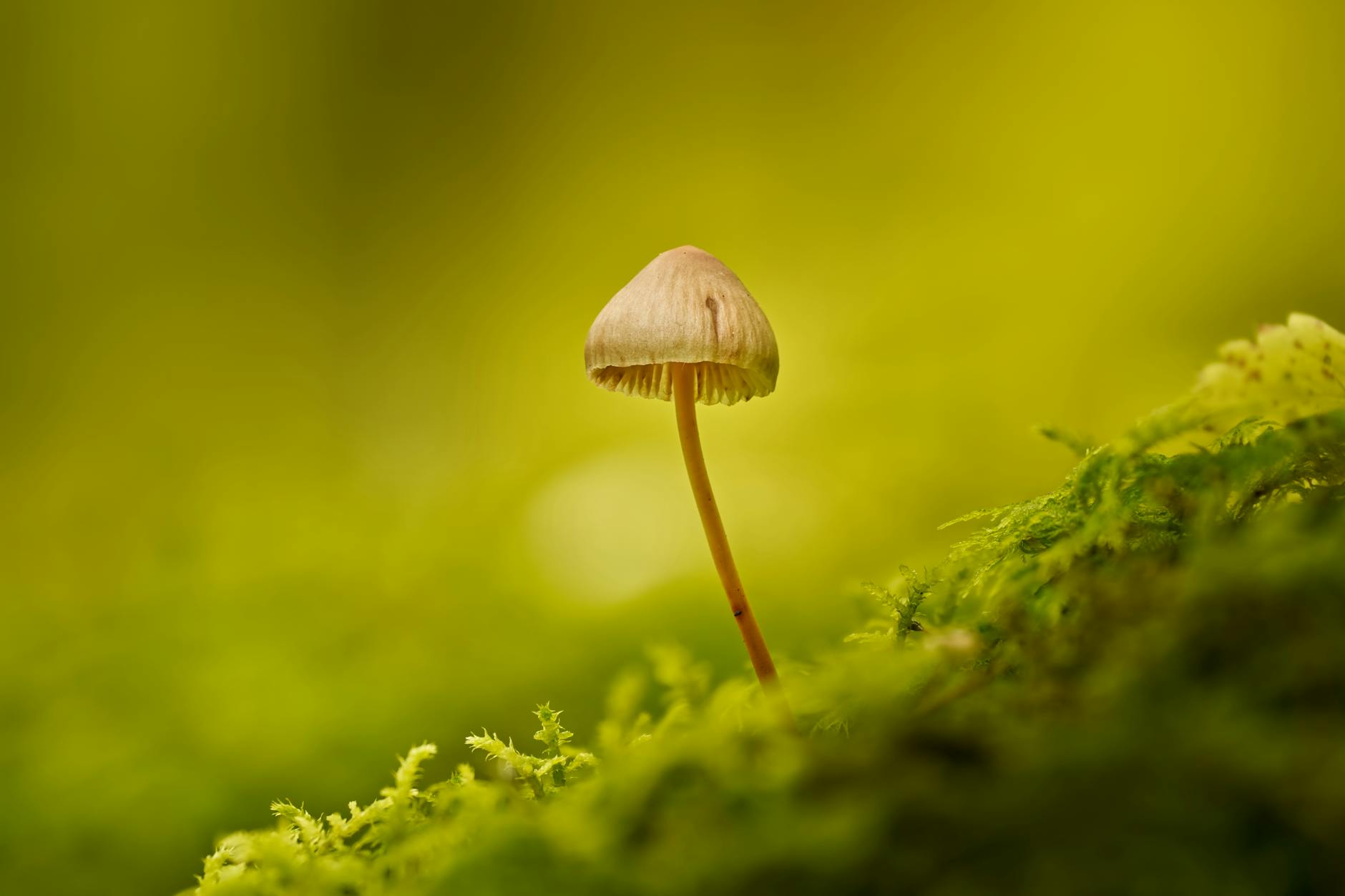 An Intuition of the GUT