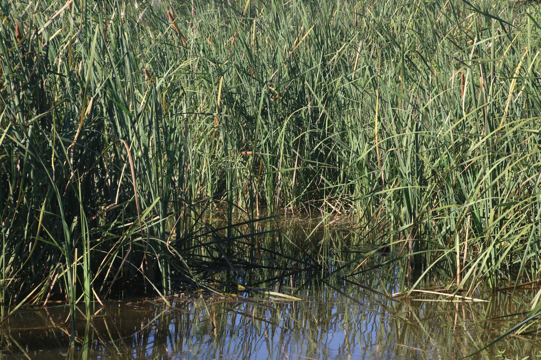 Lost Excerpt from A Bankside Meditation